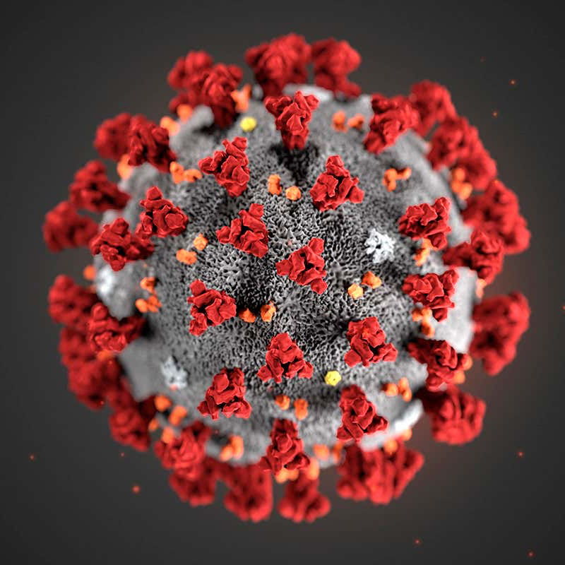 Coronavirus molecule 